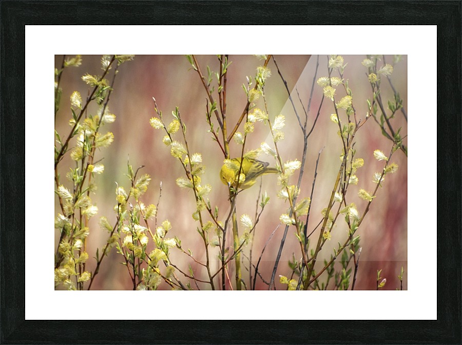 Yellows Picture Frame print