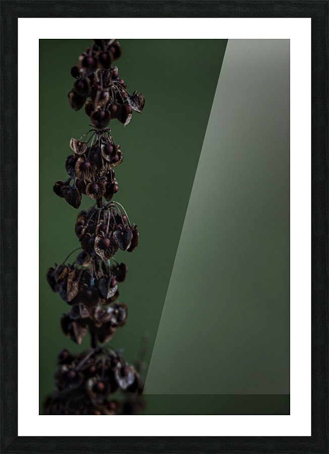 Pods Picture Frame print