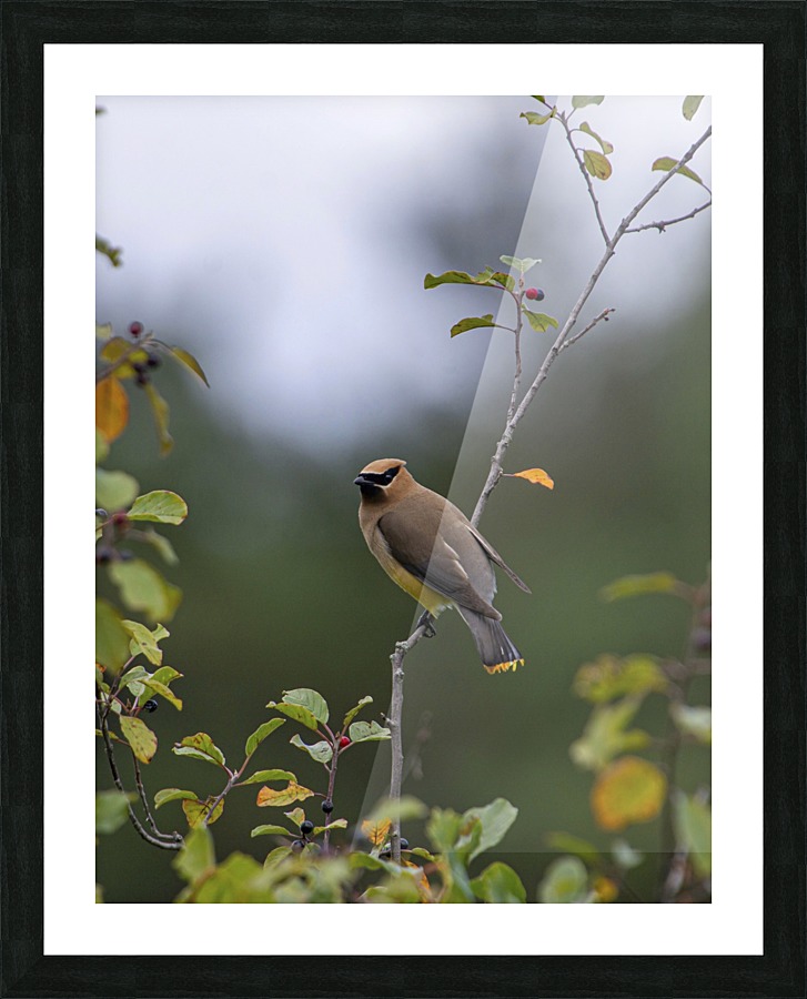 The Waxwing Picture Frame print