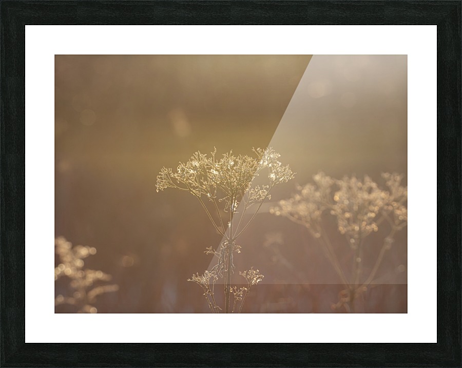 Morning Light Picture Frame print
