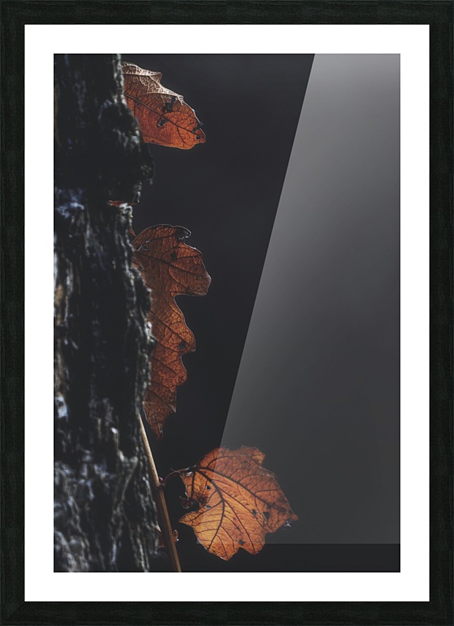 Three Picture Frame print