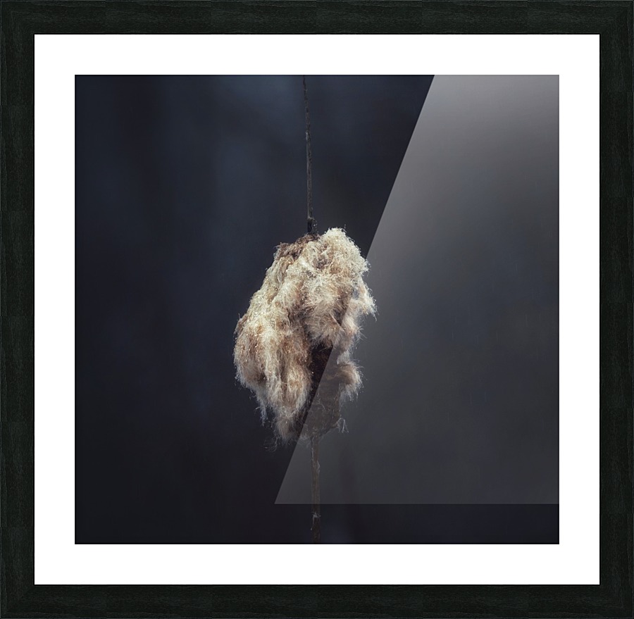 Cattail at Dusk Picture Frame print