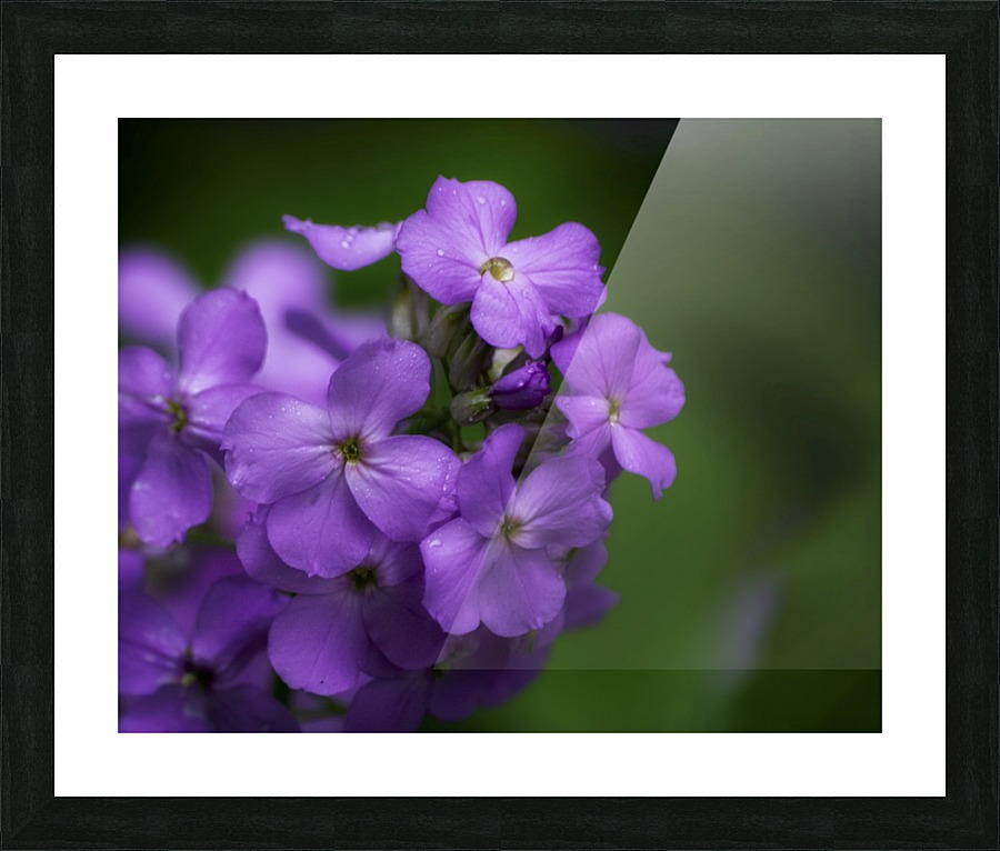 Magenta Picture Frame print