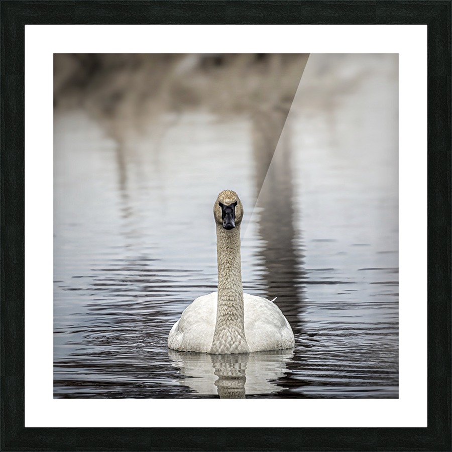 Territory Picture Frame print