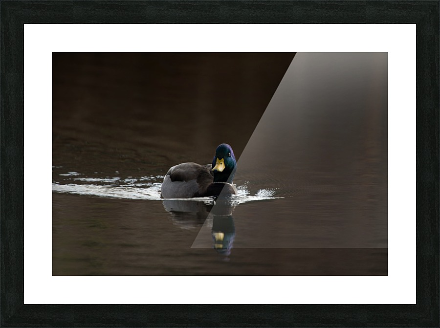 The Mallard Picture Frame print