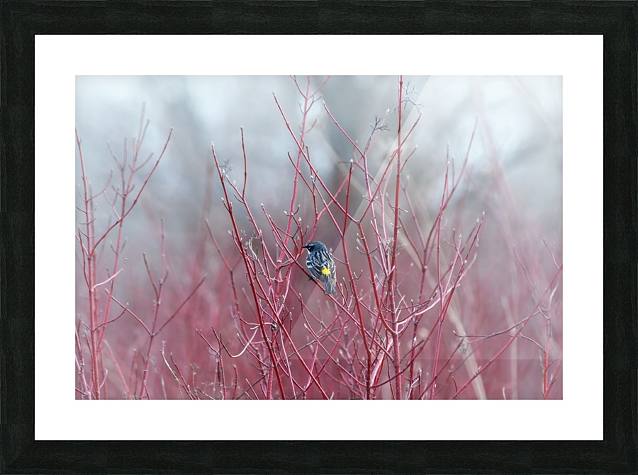 Contrast Picture Frame print