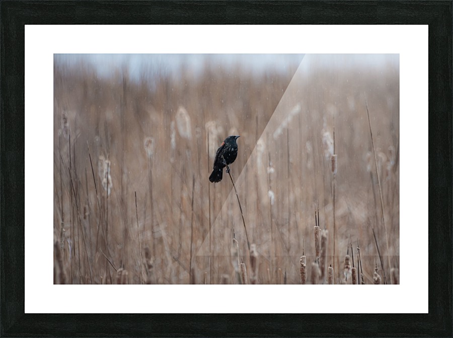 In the Rain Picture Frame print