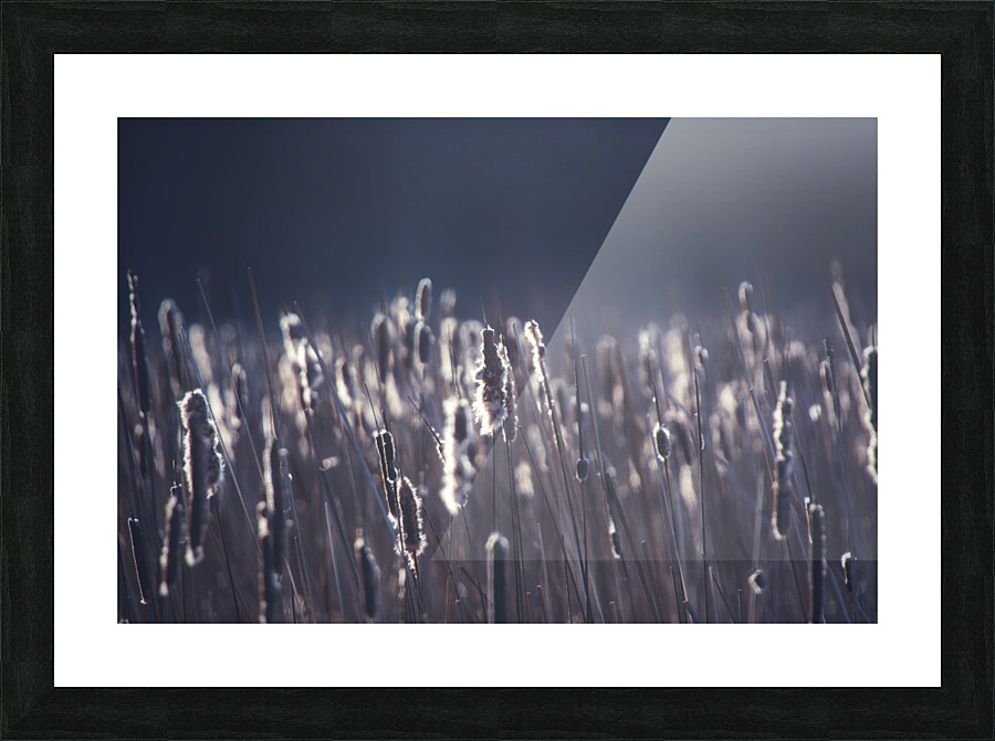Somber Picture Frame print