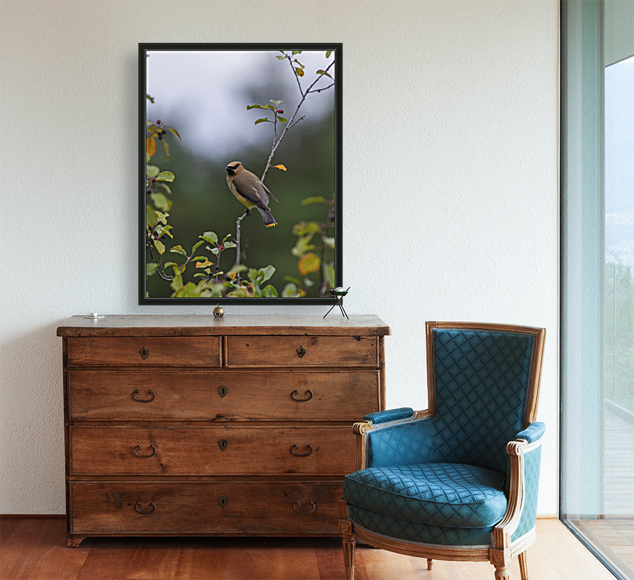 The Waxwing Reproduction