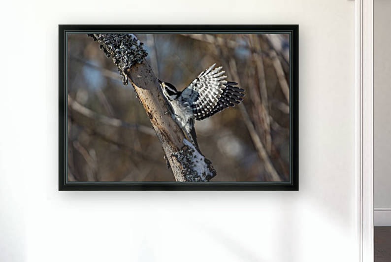 Downy on a Branch II by Chris Couling