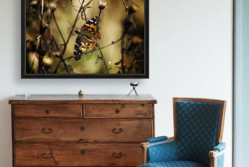 Painted Lady by Chris Couling