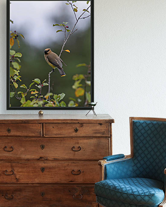 The Waxwing by Chris Couling
