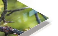 Ent HD Metal print