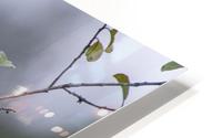 The Waxwing HD Metal print