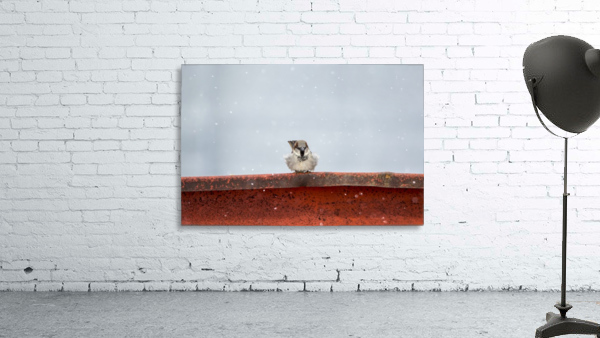 Snowy Sparrow Wall Preview
