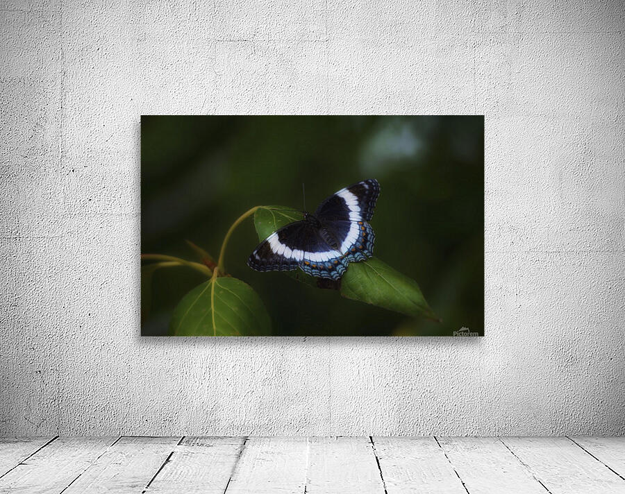 Admiral Blue Wall Preview