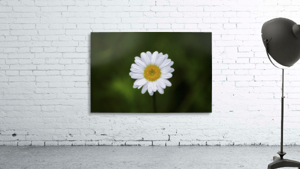 Petals Wall Preview