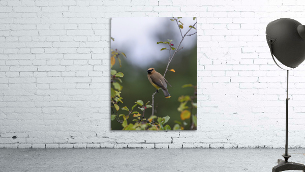 The Waxwing Wall Preview
