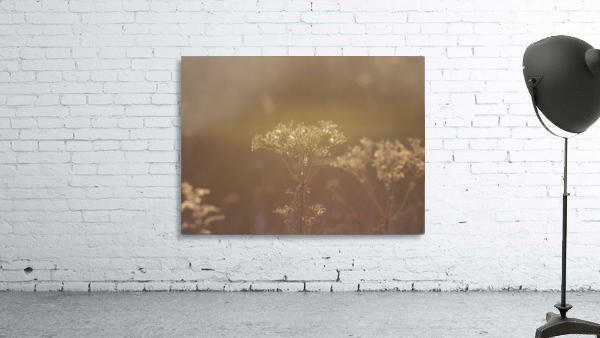 Morning Light Wall Preview