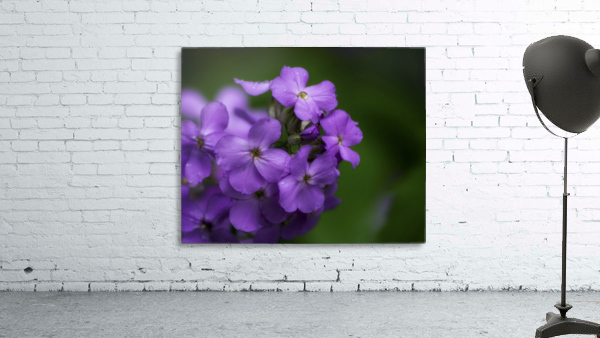 Magenta Wall Preview