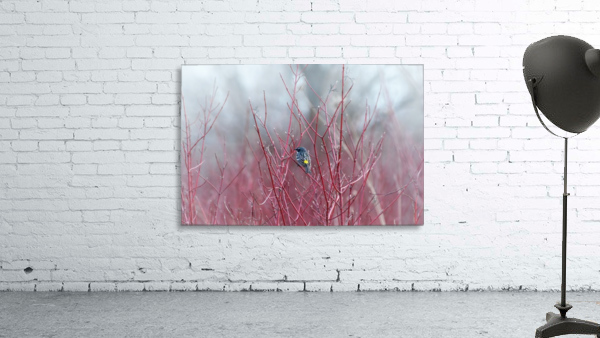 Contrast Wall Preview