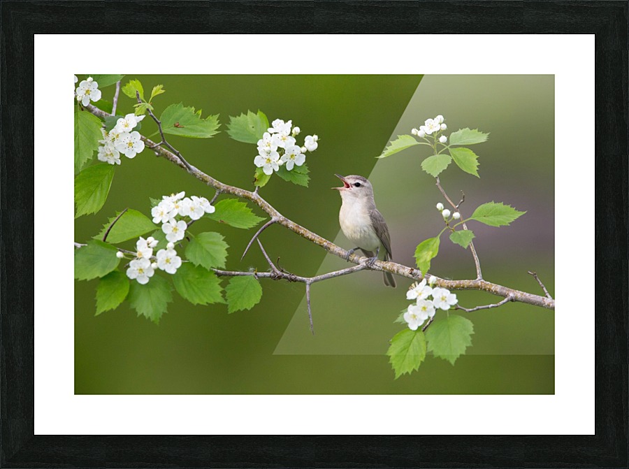 hawthorn  Picture Frame print