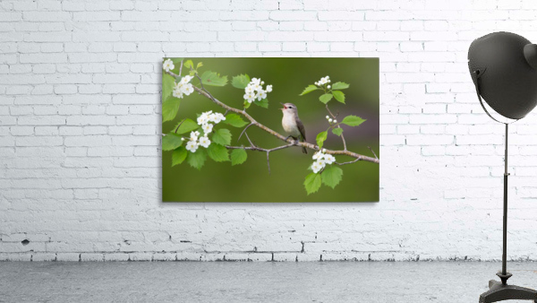 hawthorn  Wall Preview