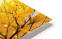 Forest in Sunlight  HD Metal print