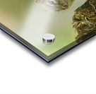 A29I5872 Edit 3 Acrylic print