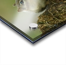 A29I5903 Edit 3 Acrylic print