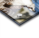 DSC04489 Edit 4 Acrylic print