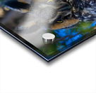 A29I7804 Edit 3 Acrylic print