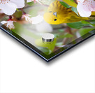 DSC00108 Edit 4 Acrylic print