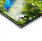 DSC00998 Edit Acrylic print