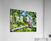 DSC00899 Edit 2 Acrylic Print