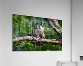 DSC05937 Edit Acrylic Print