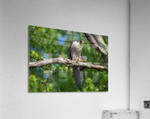 DSC05834 Edit Acrylic Print
