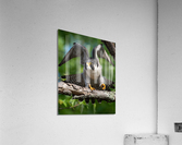 DSC05943 Edit 5 Acrylic Print