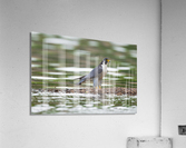 DSC02919 Edit 2 Acrylic Print