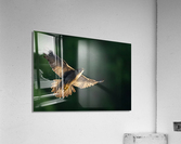 DSC03657 Edit Acrylic Print
