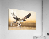 DSC07537 Edit 6 Acrylic Print