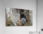 DSC09300 Edit 6 Acrylic Print
