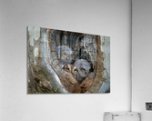 DSC09300 Edit 7 Acrylic Print