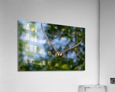 DSC02034 Edit 2 Acrylic Print
