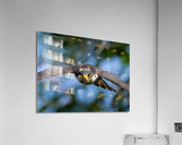 DSC02032 Edit 5 Acrylic Print