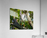 DSC02013 Edit 5 Acrylic Print