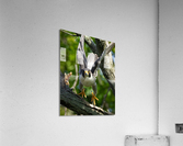 DSC02013 Edit 4 Acrylic Print