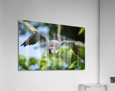 DSC02027 Edit 6 Acrylic Print