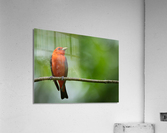 DSC04929 Edit Acrylic Print