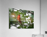 DSC05272 Edit Acrylic Print